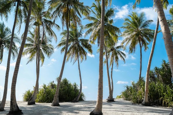 Découvrez les Villas de Rêve à Louer sur la Splendide Côte d'Azur